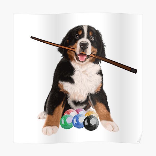 Bernese Mountain Dog : Bernese Mt. With Billiard: Bernese Mountain Christmas Gift Poster