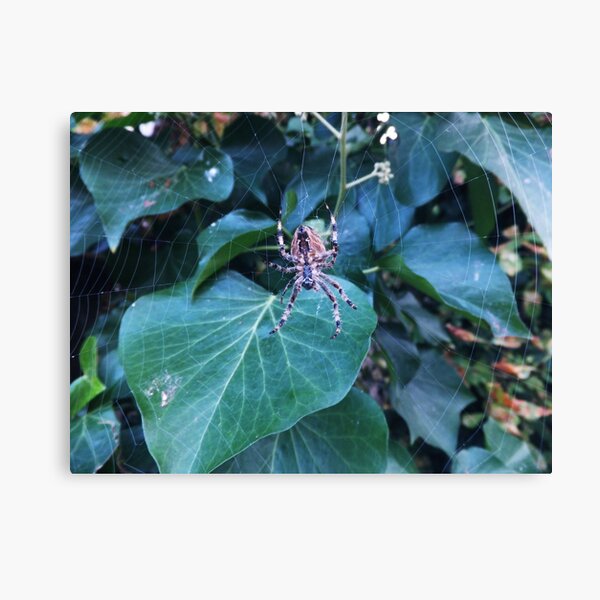 Item preview, English Garden Spider Over Ivy designed and sold by Coraln.