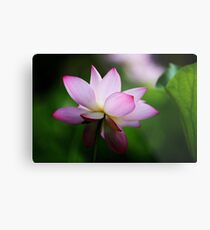 Water Lily by Winnie Metal Print
