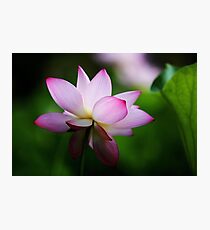 Water Lily by Winnie Photographic Print