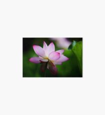Water Lily by Winnie Art Board