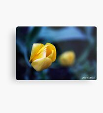 Yellow Tulip Metal Print