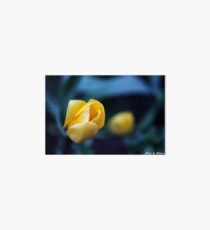 Yellow Tulip Art Board