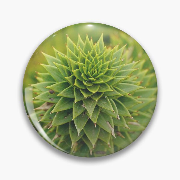 Item preview, Close-up of a monkey puzzle tree branch, Araucaria araucana designed and sold by CarolinaReina.