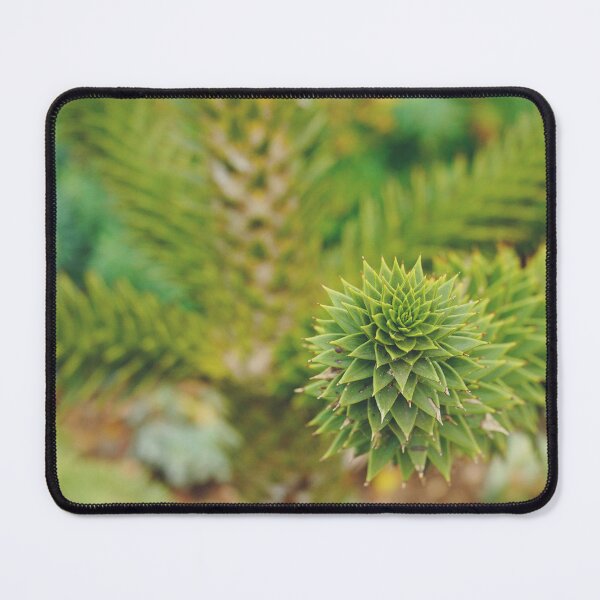 Item preview, Close-up of a monkey puzzle tree branch, Araucaria araucana designed and sold by CarolinaReina.