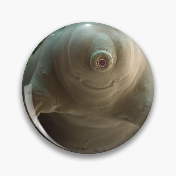 Item preview, Water Bear or Tardigrade in Moss Under the Microscope designed and sold by ScienceSource.
