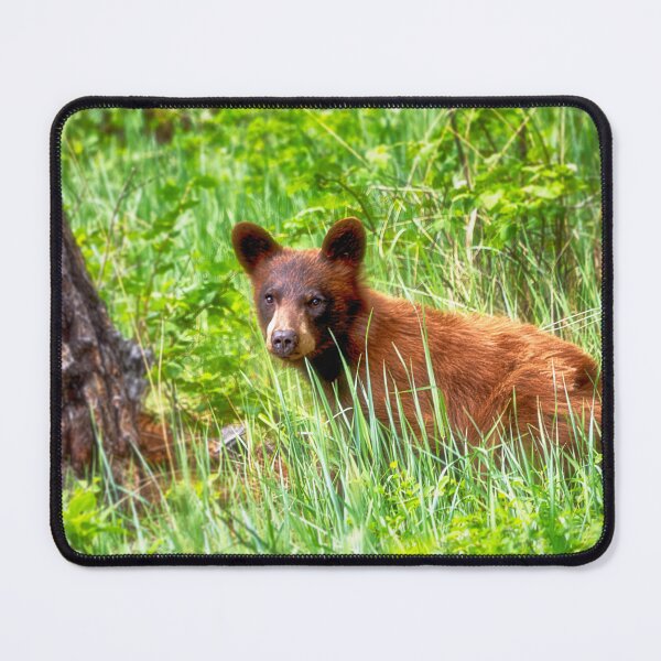 Item preview, Young Black Bear designed and sold by Kathy Weaver.