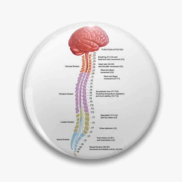 Item preview, Human Vertebral Anatomy .. designed and sold by Link2Link.
