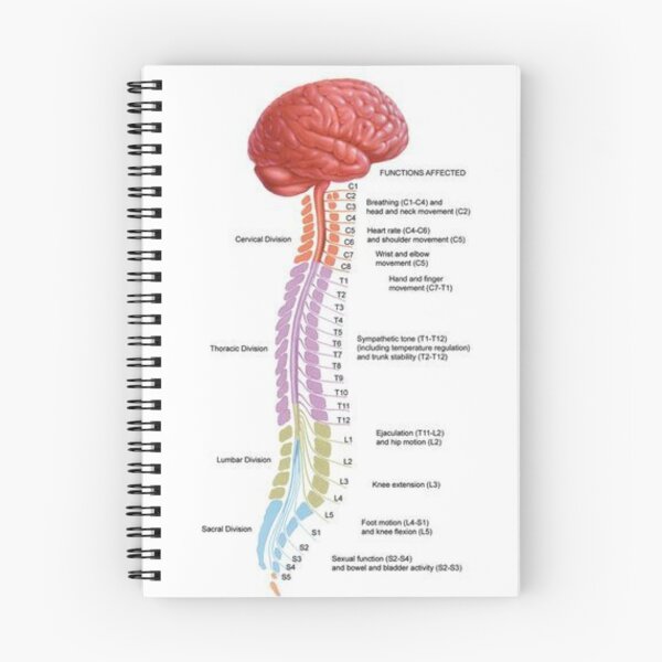 Item preview, Human Vertebral Anatomy .. designed and sold by Link2Link.