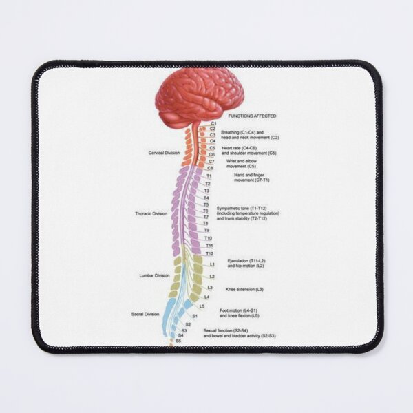 Item preview, Human Vertebral Anatomy .. designed and sold by Link2Link.