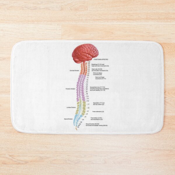 Item preview, Human Vertebral Anatomy .. designed and sold by Link2Link.