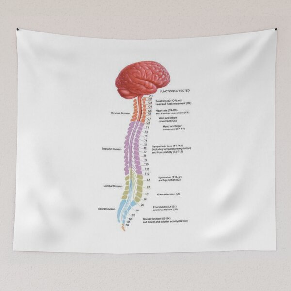 Item preview, Human Vertebral Anatomy .. designed and sold by Link2Link.