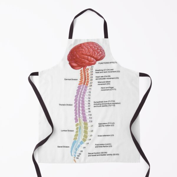Item preview, Human Vertebral Anatomy .. designed and sold by Link2Link.