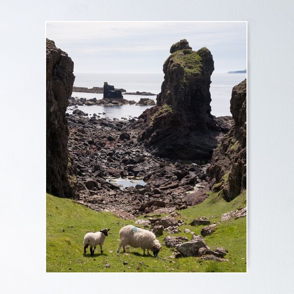 Item preview, Sheep at Rubh' a' Chaoil designed and sold by ccullen222.
