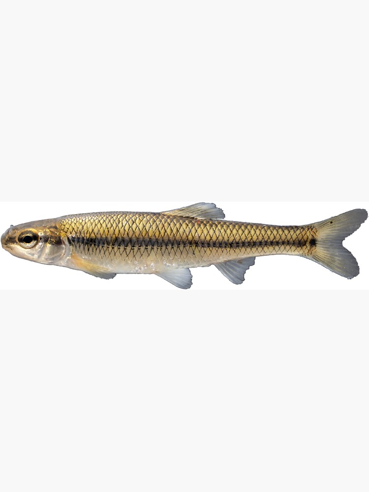 Bluntnose Minnow (Pimephales notatus) Magnet for Sale by BeautifulBait