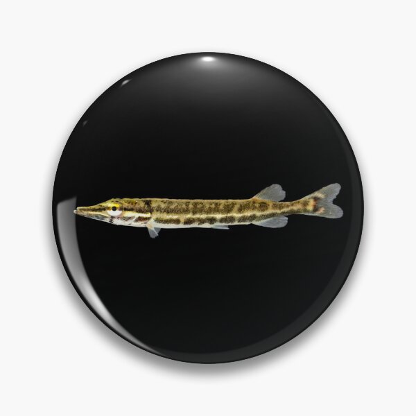Item preview, Juvenile Grass Pickerel (Esox vermiculatus) designed and sold by BeautifulBait.