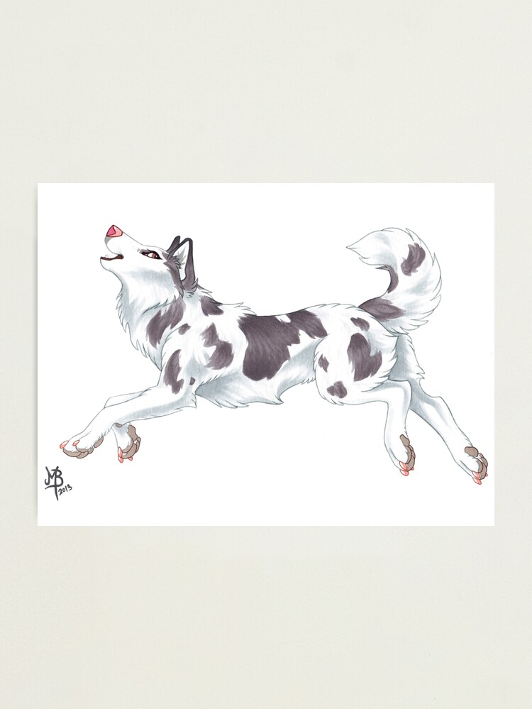 Alternate view of Piebald Siberian Husky (no text) Photographic Print
