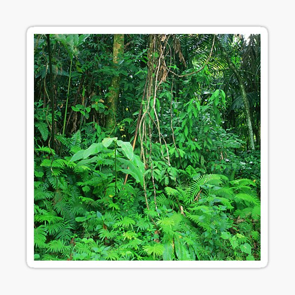 Item preview, Breathtaking Rainforest Jungle In Costa Rica Art Photo designed and sold by DEC02.