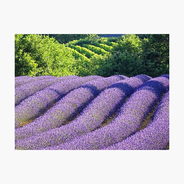 Row of Lavender Photographic Print