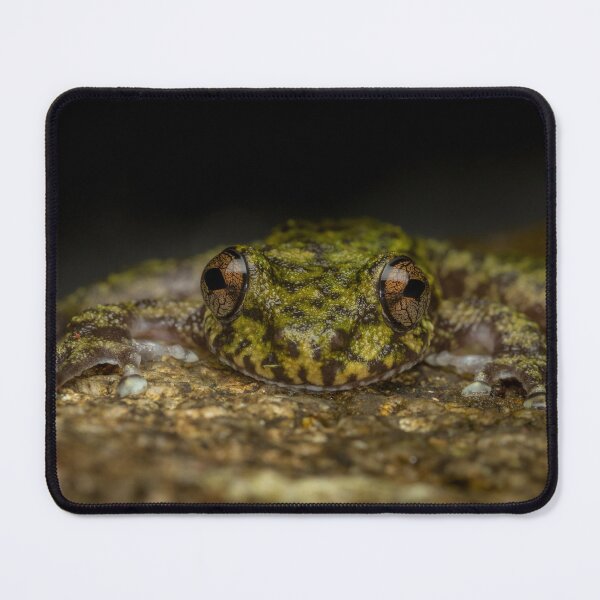 Item preview, Waterfall Frog (Litoria nannotis) - endangered frog from Far North Queensland, Australia designed and sold by Trent Townsend.