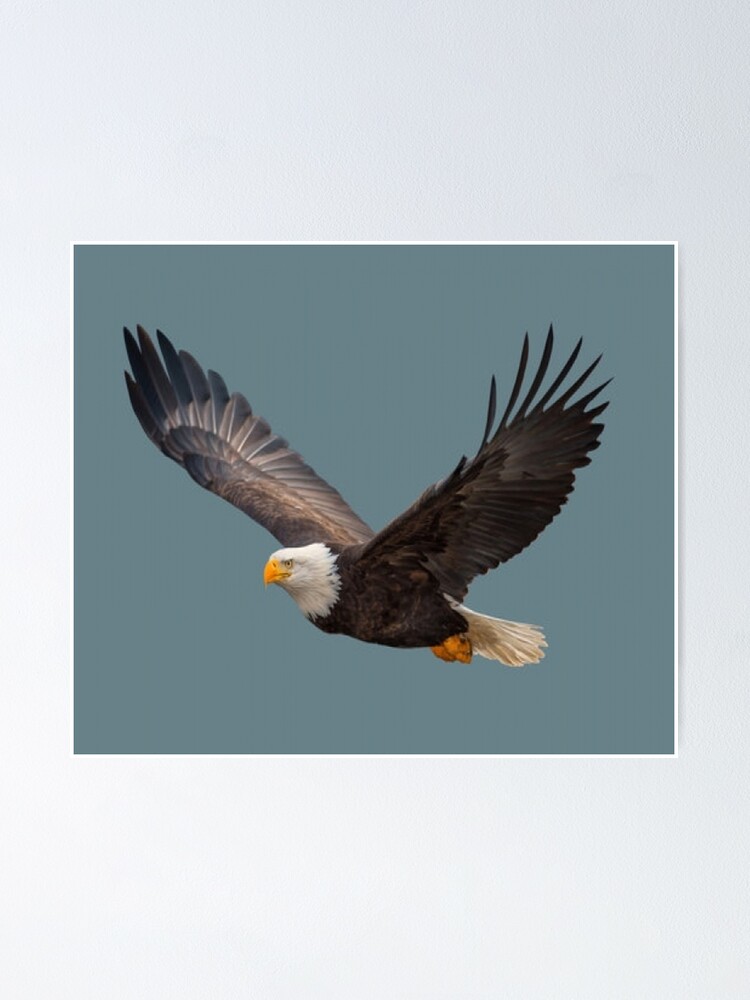 Póster «El águila calva en vuelo abrió alas en la naturaleza» de whisper41  | Redbubble