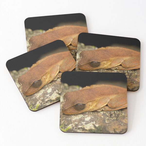 Item preview, Endangered Australian lace-lid (Litoria dayi)  designed and sold by Trent Townsend.