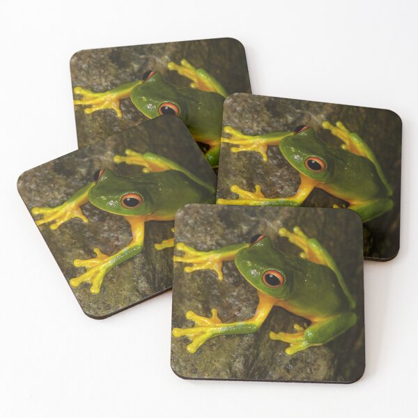 Item preview, Orange-thighed tree frog (Litoria xanthomera) on a wet stone in the rainforest. Kuranda, Queensland, Australia designed and sold by Trent Townsend.