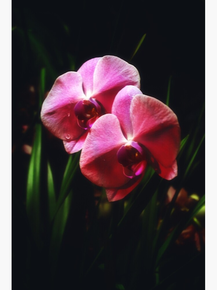 Thumbnail 7 of 7, Framed Art Print, The Two designed and sold by Mallorn.
