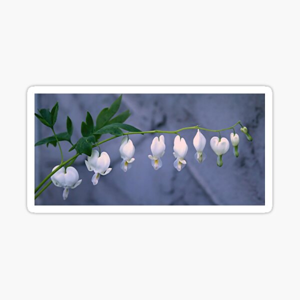 White Bleeding Heart Sticker