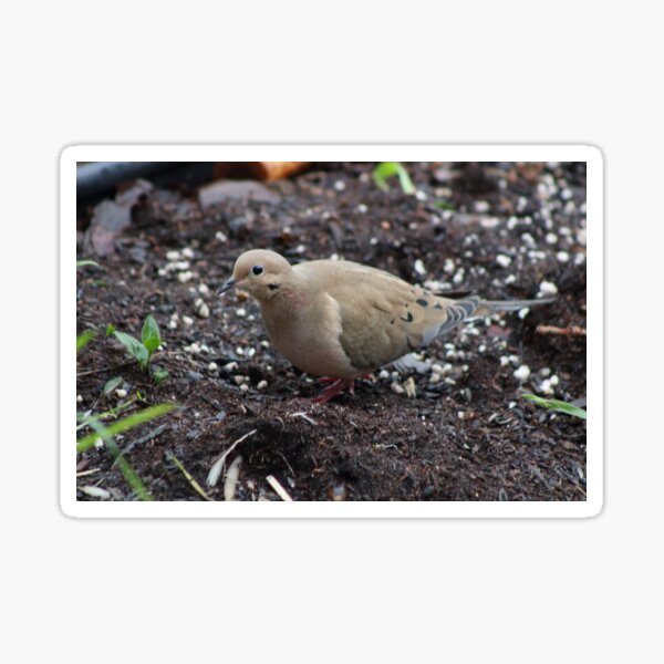 Mourning Dove Sticker