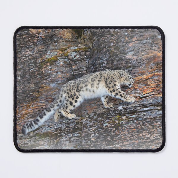 Item preview, Snow Leopard on rocky ledge designed and sold by James Cumming.