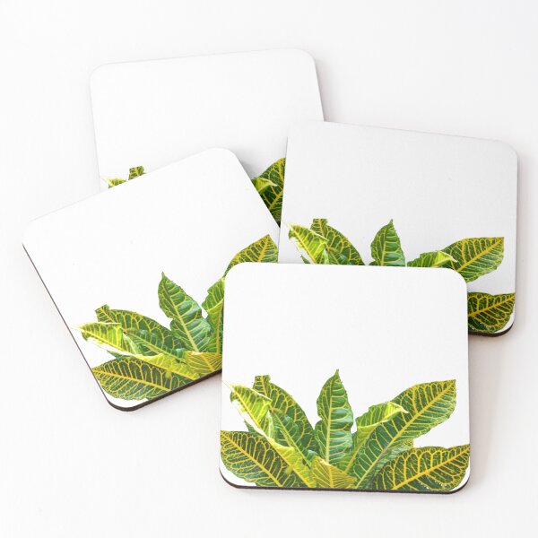 Item preview, Garden croton/variegated croton/white background designed and sold by VeenaNair23.
