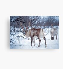 Have you seen Santa? Canvas Print