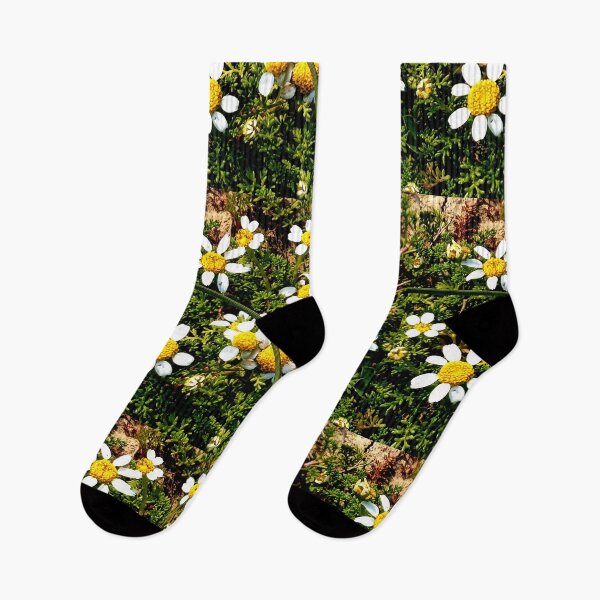 Item preview, Gozo Island Chamomile flowers designed and sold by Landreorama.
