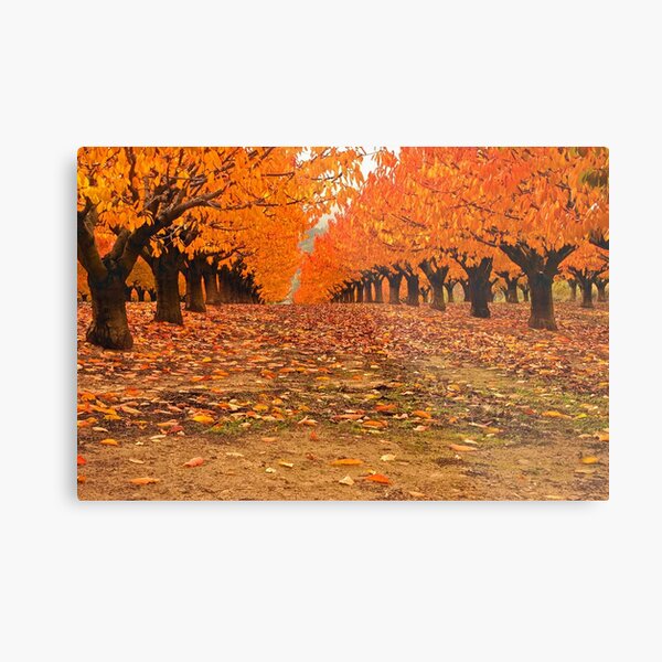 Fall and Cherry Trees Metal Print