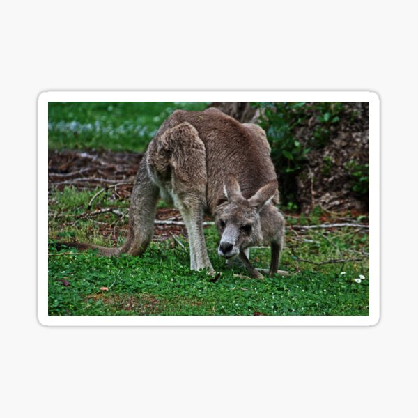 Item preview, Kangaroo designed and sold by Evita.