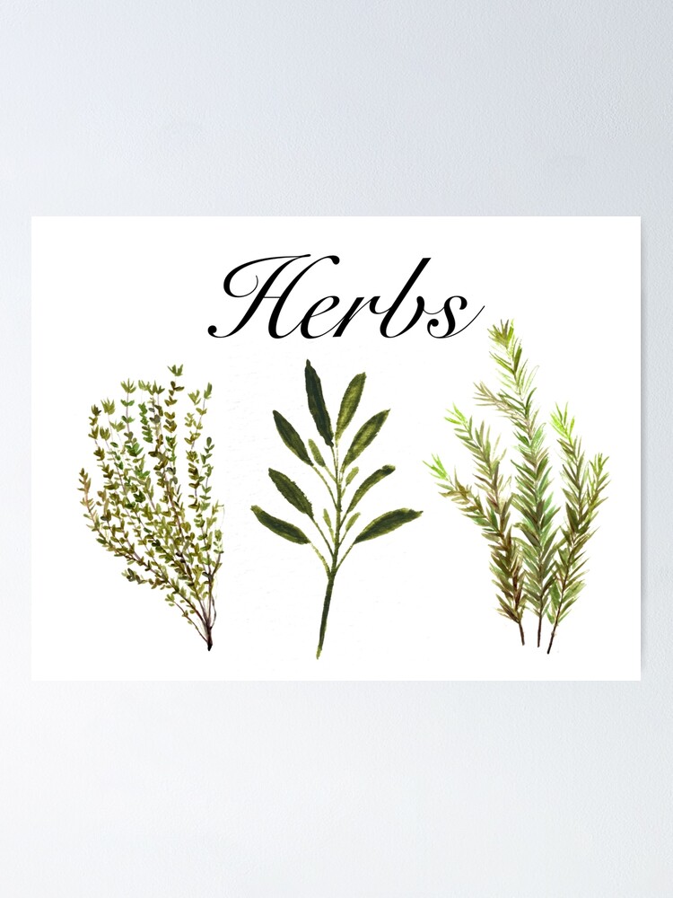 Herbs Set of 4 Watercolor Painting, Kitchen Prints, Sage Thyme