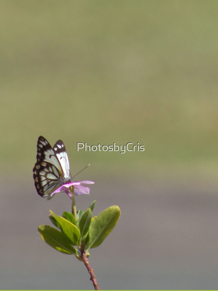 Butterfly by PhotosbyCris