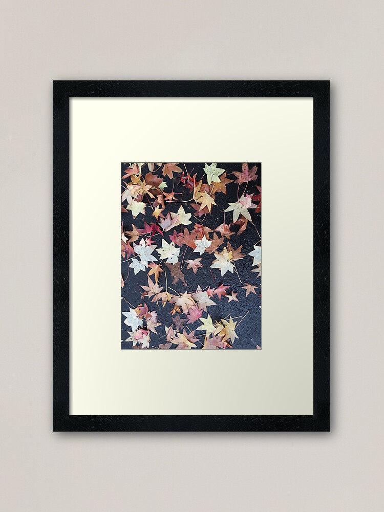 Thumbnail 1 of 7, Framed Art Print, Autumn Leaves - Liquidambar styraciflua designed and sold by douglasewelch.