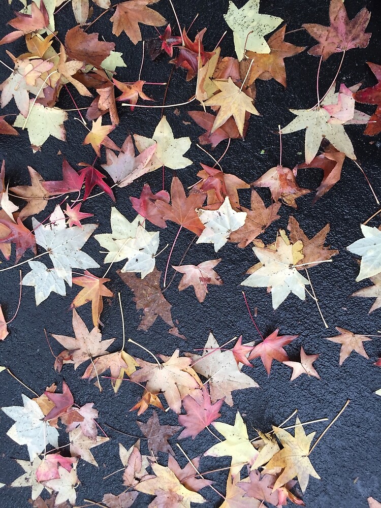 Thumbnail 7 of 7, Framed Art Print, Autumn Leaves - Liquidambar styraciflua designed and sold by douglasewelch.
