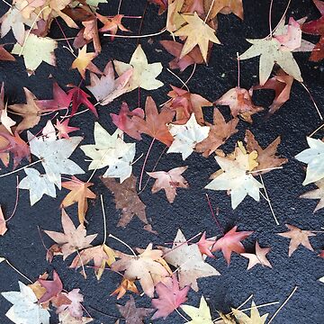 Artwork thumbnail, Autumn Leaves - Liquidambar styraciflua by Douglas E. Welch Design and Photography