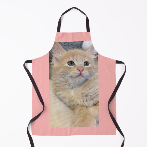 Item preview, Blonde ginger Mainecoon ragdoll kitten designed and sold by Fluffycat2020.