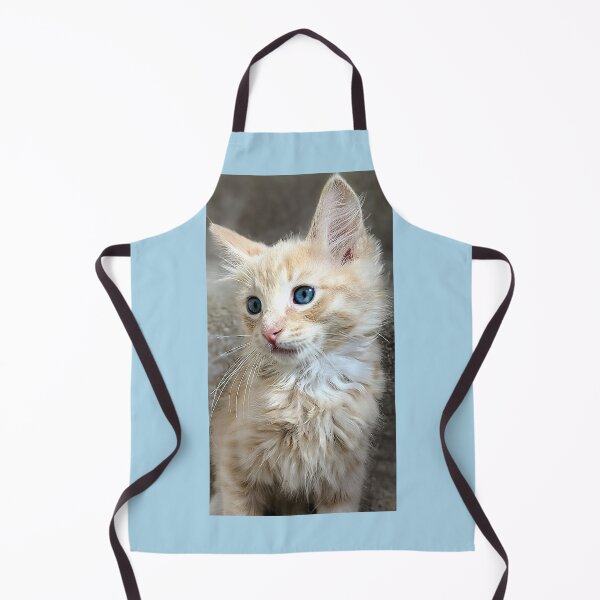 Item preview, Blonde ginger Mainecoon ragdoll kitten designed and sold by Fluffycat2020.