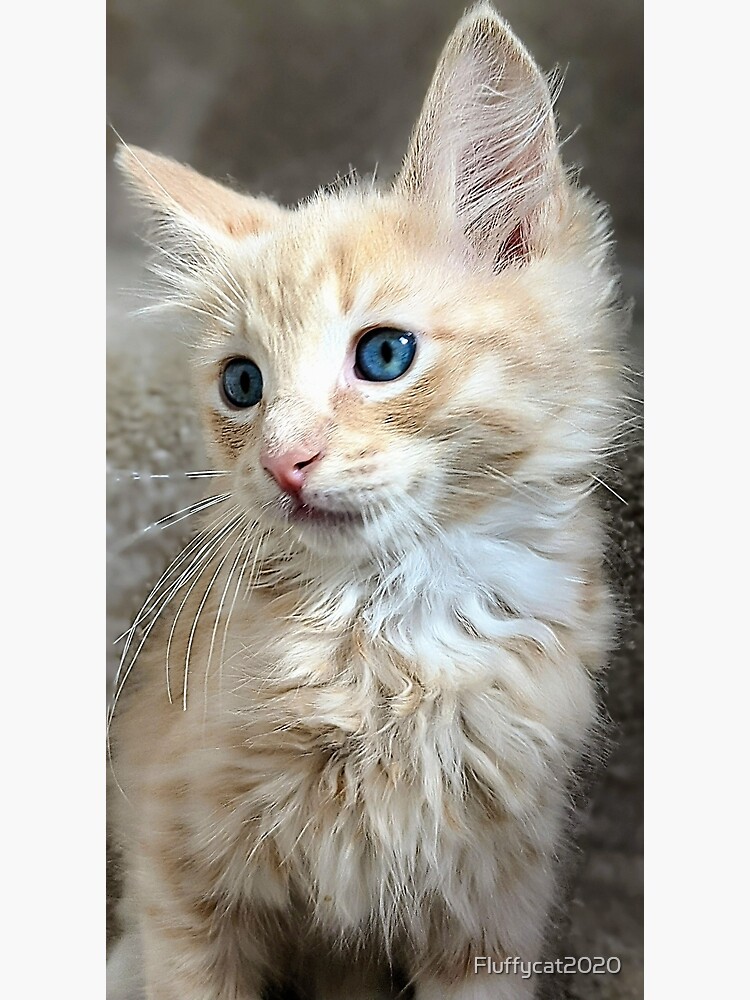 Blonde ginger Mainecoon ragdoll kitten