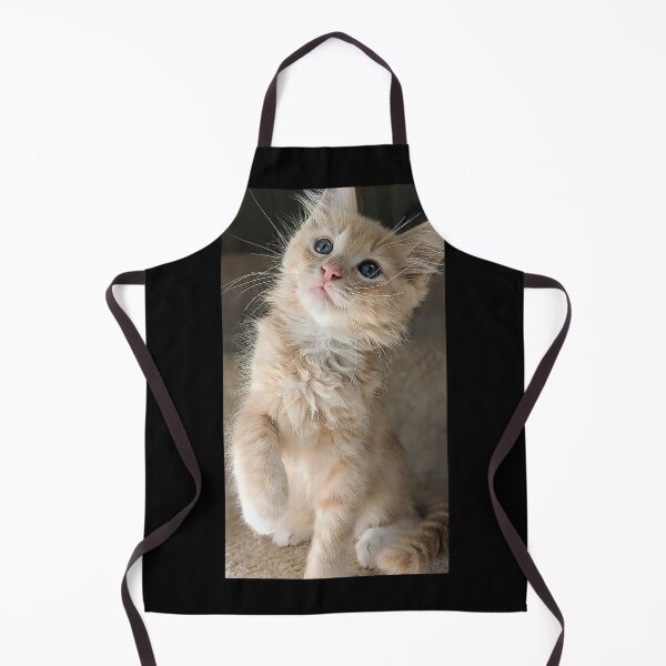 Item preview, Blonde ginger Mainecoon ragdoll kitten designed and sold by Fluffycat2020.