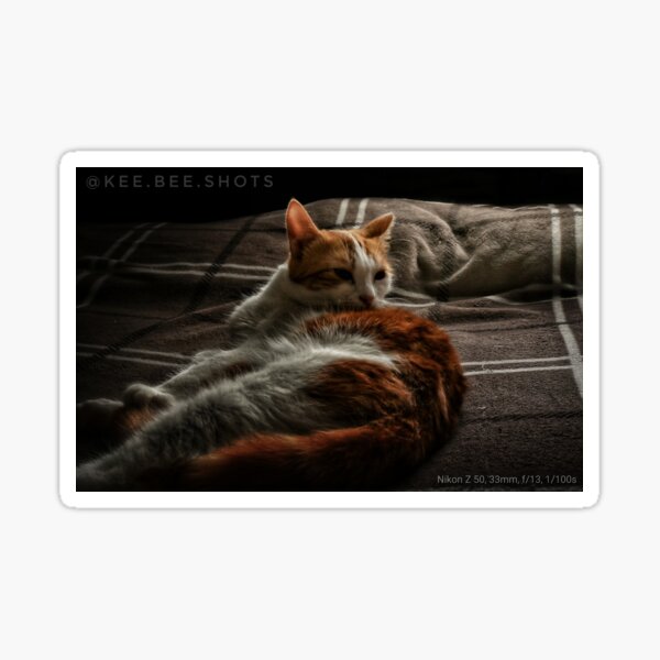 Cat under warm light on a blanket Sticker