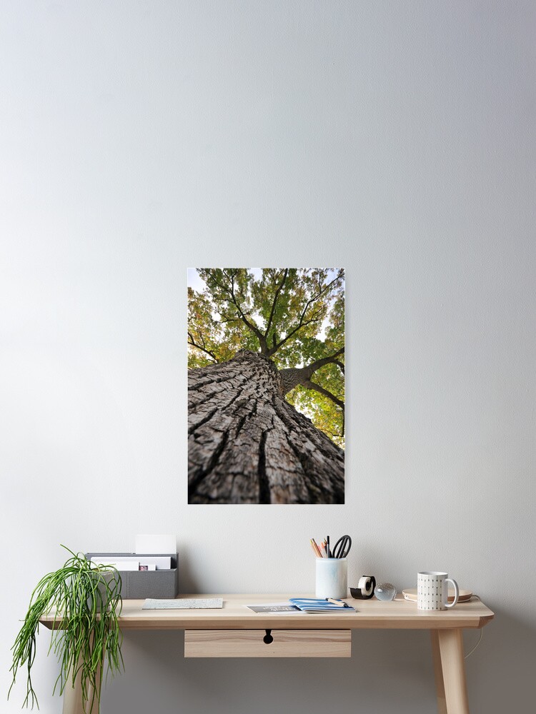 Thumbnail 2 of 3, Poster, Tall Tree designed and sold by TrickiWoo.