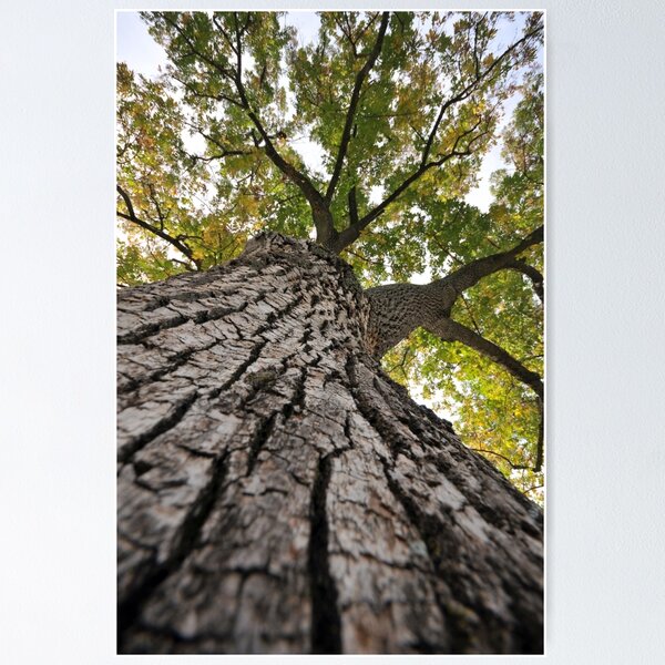 Item preview, Arbol alto designed and sold by L.D. Franklin.
