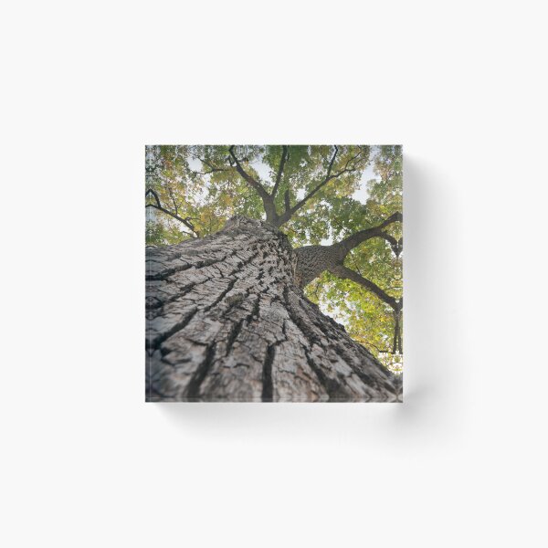 Item preview, Tall Tree designed and sold by L.D. Franklin.