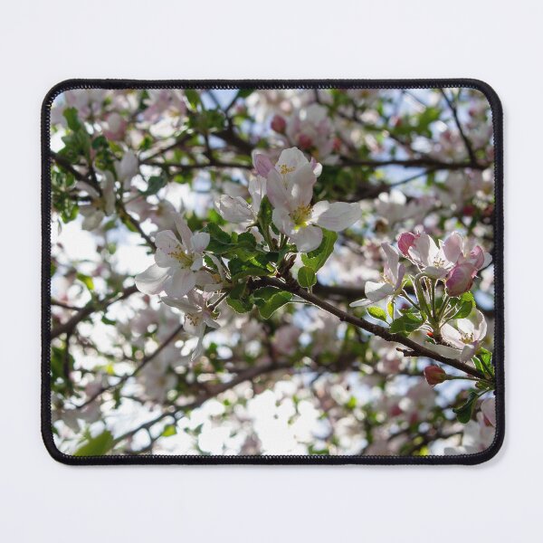 Item preview, Backlit Apple Blossoms designed and sold by pixelmountain.